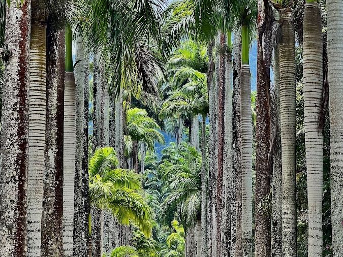 Jardim Botânico do Rio de Janeiro